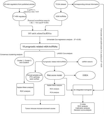 The Role of m6A RNA Methylation-Related lncRNAs in the Prognosis and Tumor Immune Microenvironment of Papillary Thyroid Carcinoma